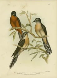 Viftehalegjøk, 1891